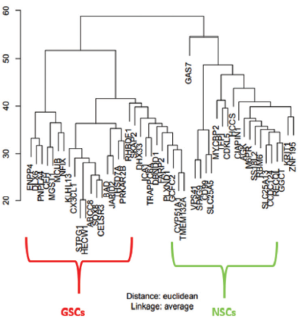 Hierarchical Clustering results as dendrograms. Red box clusters indicate the GSCs samples, and the green one rep-resents the clusters of the NSCs samples