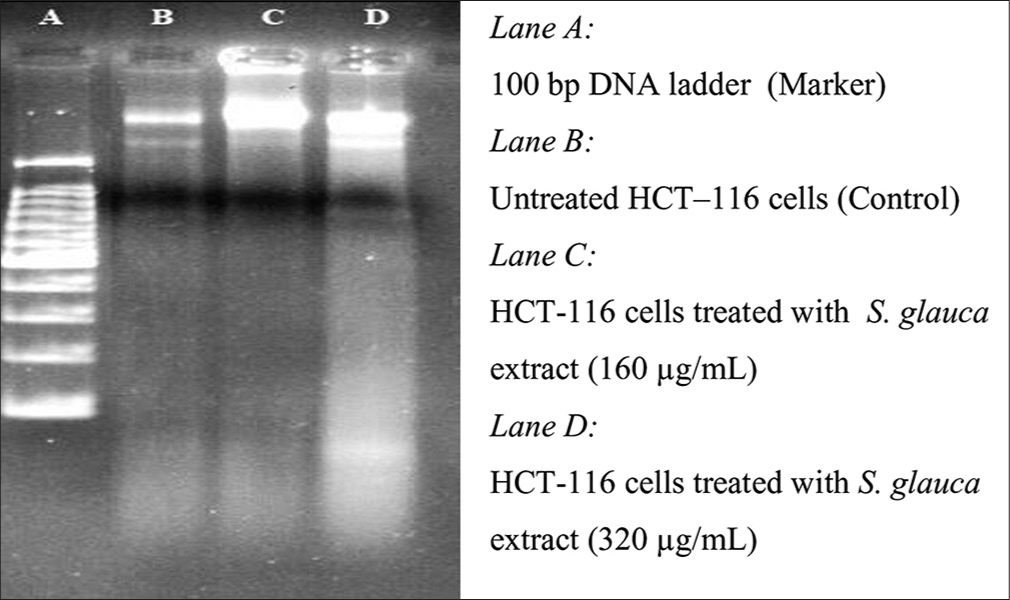 Agarose gel electrophoresis of the chromosomal deoxyribonucleic acid extracted of HCT-116 cells treated with Simarouba glauca extract at different concentration for 48 h.