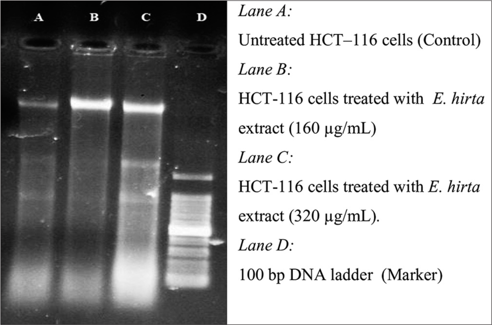 Agarose gel electrophoresis of the chromosomal deoxyribonucleic acid extracted of HCT-116 cells treated with Euphorbia hirta extract at different concentration for 48 h.
